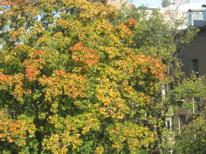 IMG_8722 (700x525, 356Kb)