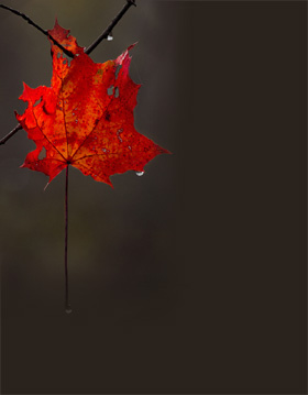 - (280x359, 17Kb)