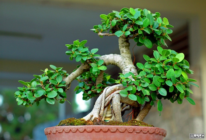 00-bonsai-7 (688x466, 258Kb)