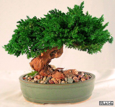 00-bonsai-53 (394x366, 121Kb)