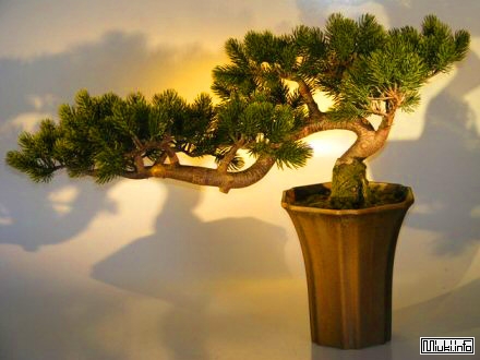 00-bonsai-47 (440x330, 87Kb)