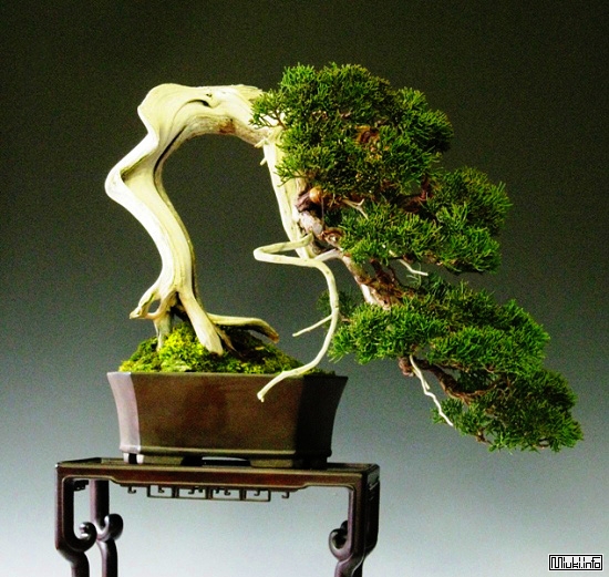 00-bonsai-31 (550x521, 246Kb)