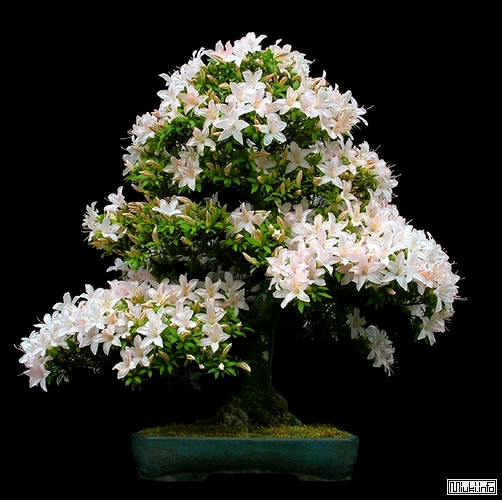 00-bonsai-26 (502x500, 136Kb)