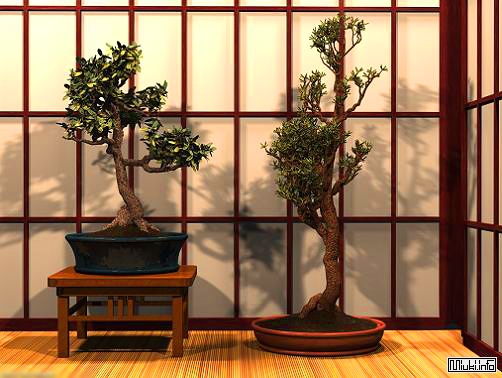 00-bonsai-25 (502x378, 134Kb)