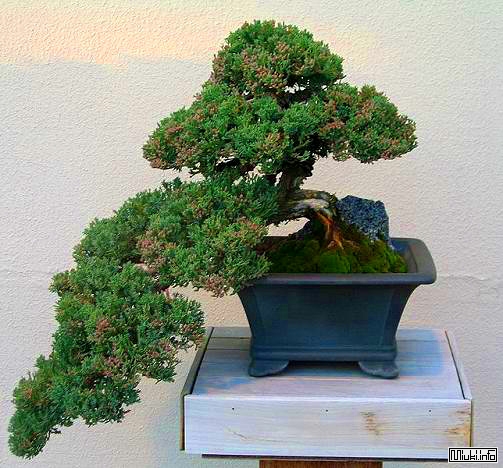 00-bonsai-23 (503x468, 168Kb)