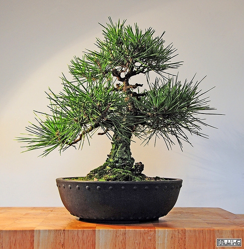 00-bonsai-19 (491x500, 238Kb)