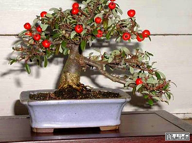 00-bonsai-11 (395x295, 94Kb)