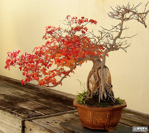 00-bonsai-10 (500x446, 277Kb)