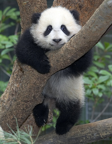 1205012686_1204990247_panda_24 (390x500, 126Kb)