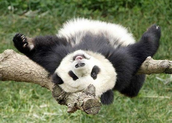 1205012702_1204990306_panda_11 (550x394, 58Kb)
