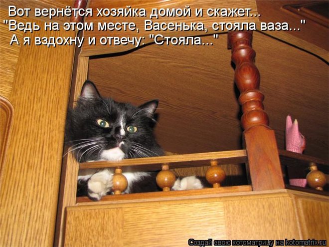 kote/5090177_4591bbe696a6 (660x495, 80Kb)