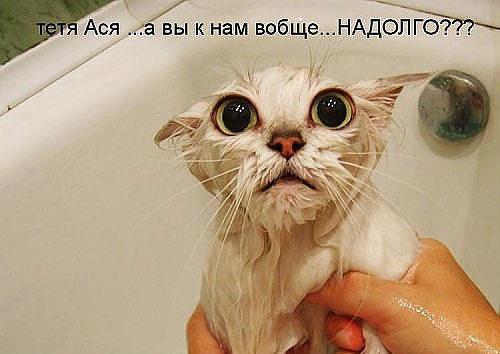 kote/5090177_603220_366083840142291_279766770_n (500x354, 27Kb)