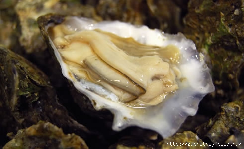 oyster_open (491x300, 79Kb)