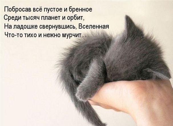 4721164_mimimi (606x441, 41Kb)