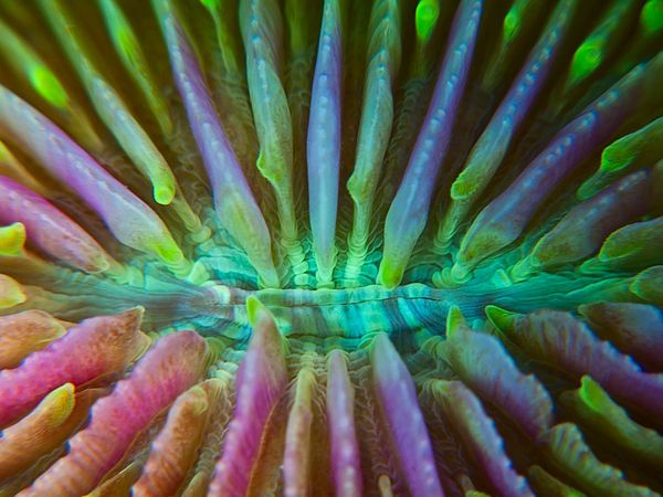 corals05-mushroom-coral_17851_600x450 (600x450, 52Kb)