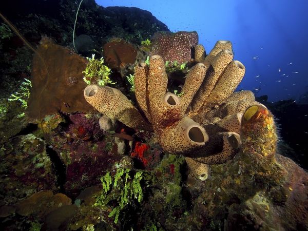 corals-sea-fan-brain-coral_17853_600x450 (600x450, 64Kb)