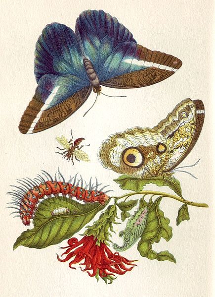 Metamorphosis insectorum Surinamensium (435x599, 73Kb)