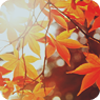 2120684_autumn7 (100x100, 23Kb)
