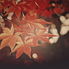 2120684_autumn10 (100x100, 20Kb)