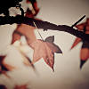 2120684_autumn12 (100x100, 19Kb)