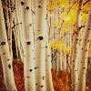 2120684_autumn15 (100x100, 26Kb)