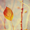 2120684_autumn24 (100x100, 17Kb)