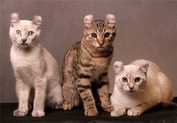 american_curl_kitten (590x410, 46Kb)