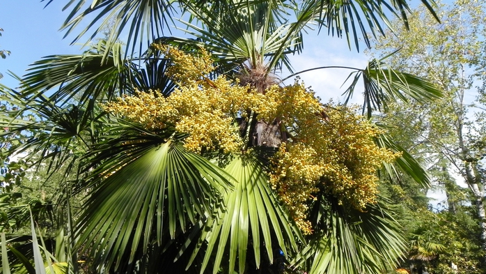 DSCN7969 (700x393, 306Kb)