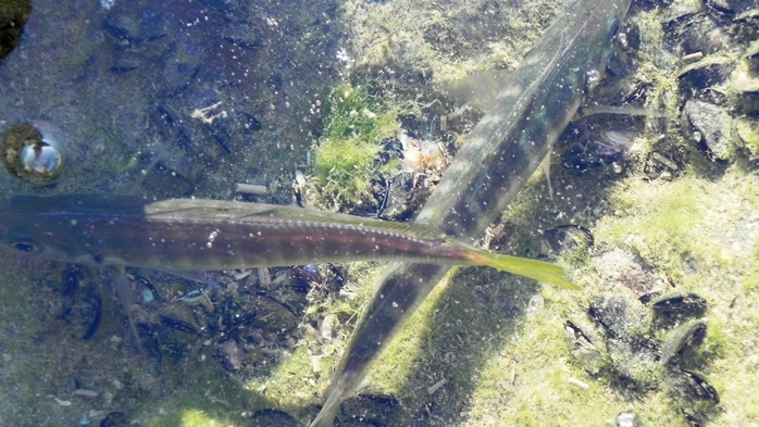 DSCN7989 (700x393, 256Kb)