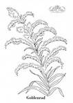  goldenrod_WB_10-56-213x300 (213x300, 20Kb)