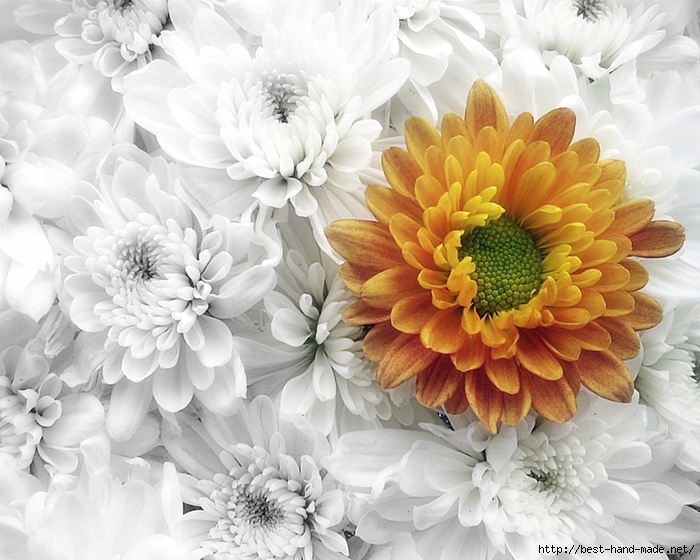 Chrysanthemum-1280x1024-Wallpaper (700x560, 280Kb)