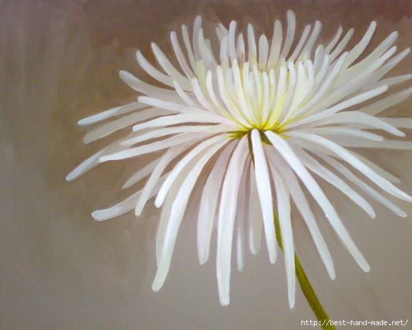 chrysanthemum-by-helen-sturge (600x481, 95Kb)
