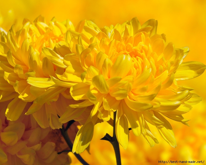 image-wallpaper-1280-1024-Crimea-Chrysanthemum-of-the-Nikitsky-Botanical-Garden-Crimean-Ni344935 (700x560, 253Kb)