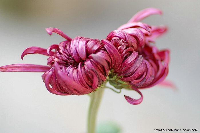 pink-Chrysanthemum.5-jpg (700x465, 170Kb)