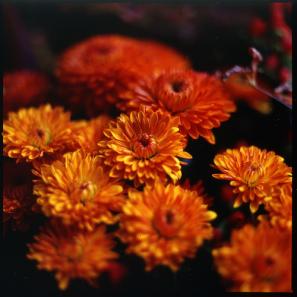 potopoto-hasselblad-chrysanthemum (297x297, 15Kb)