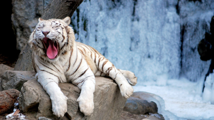 yawning-tiger-wallpaper-1366x768 (700x393, 98Kb)