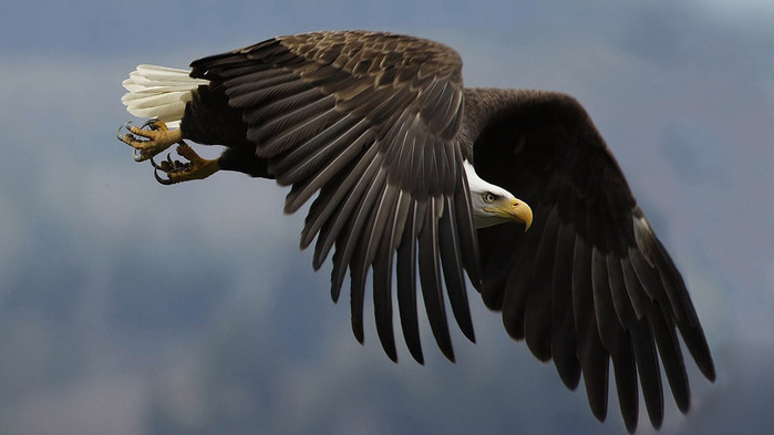 eagle-wallpaper-1366x768 (700x393, 58Kb)