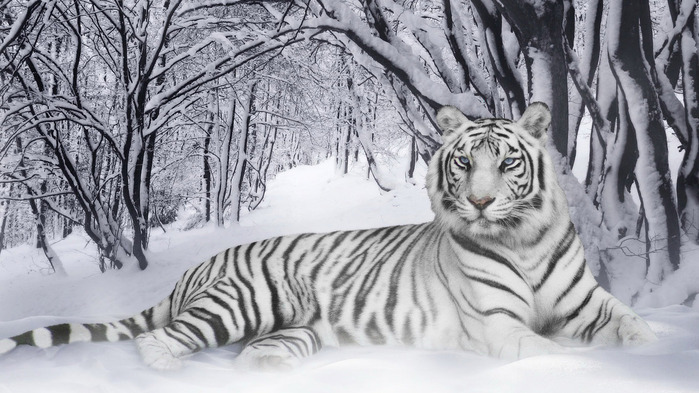 white-tiger-wallpaper-1366x768 (4) (700x393, 118Kb)