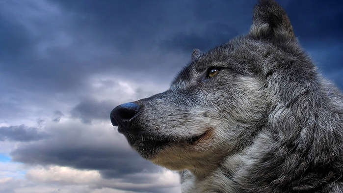 wolf-wallpaper-1366x768 (5) (700x393, 90Kb)