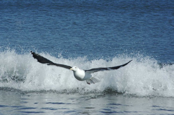 seagull-flying (700x465, 70Kb)