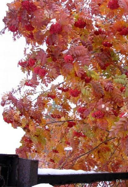 Цвет рябина для дерева фото покраски