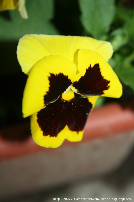 1350934375_IMG_5508 (466x700, 126Kb)