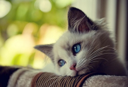 wcJYsZDtAFs (500x338, 35Kb)