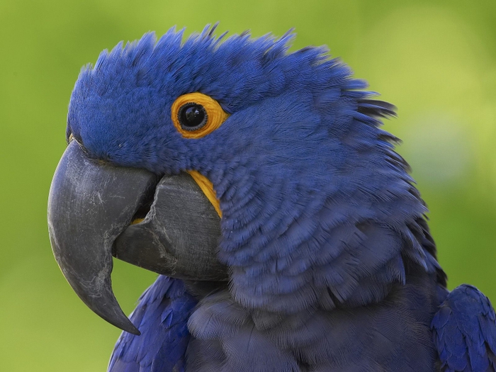 4326608_parrots (700x525, 245Kb)