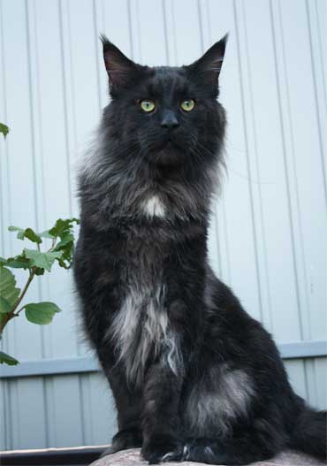 7382-maine-coon (370x527, 17Kb)