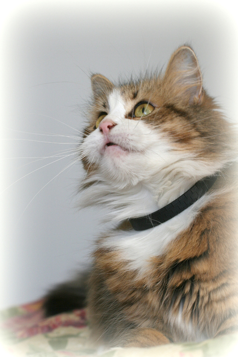 IMG_5375-1 (466x700, 220Kb)