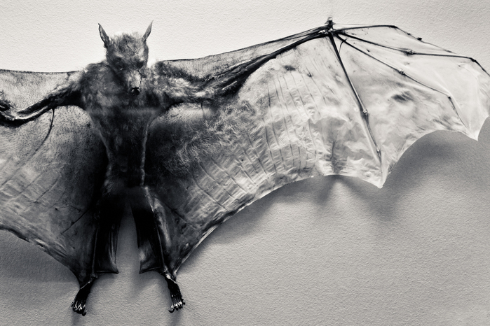 Сломанное крыло летучей. Крылан демон. Человек с крыльями летучей мыши. Летучая мышь арт. Летучая мышь арты.
