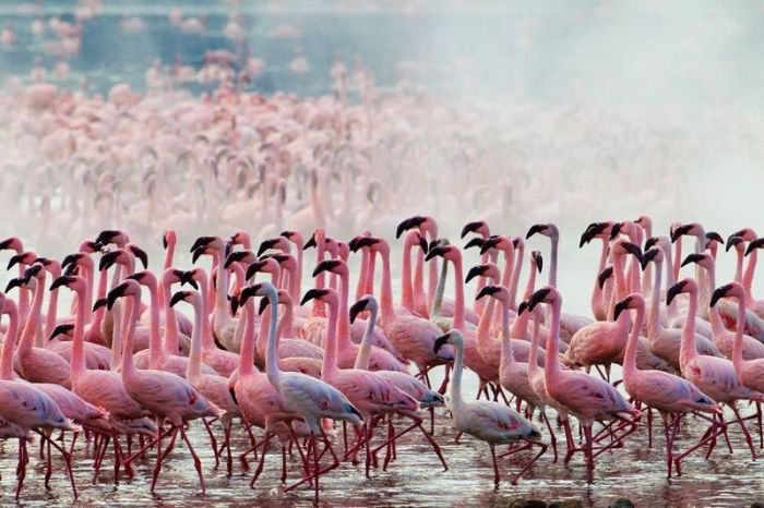 flamingq (700x466, 69Kb)