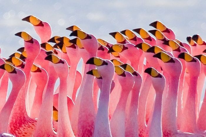 flamingr (700x466, 57Kb)