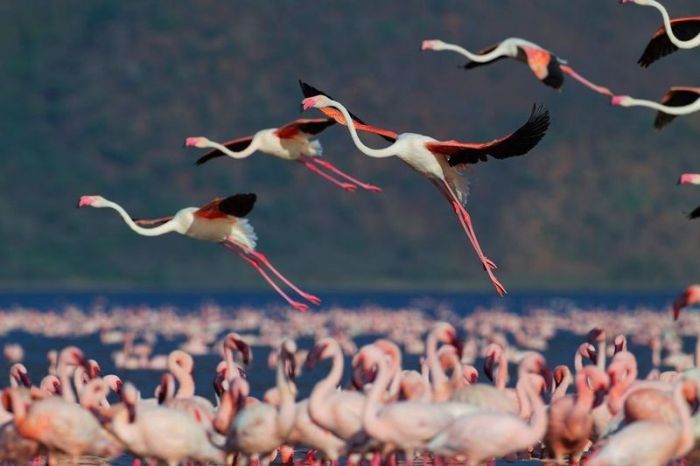 flamingv (700x466, 40Kb)
